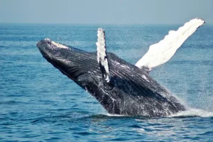 whale-pic