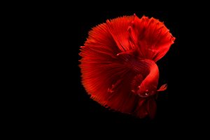 The Art of Siamese fighting betta fish movement black background