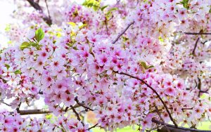 Bunga Cherry Blossom Sakura-Japanese