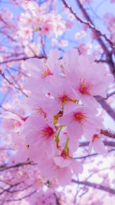 Bunga Sakura Wallpaper