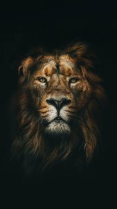 Cool iPhone Lion 4k Wallpaper