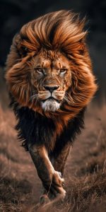 Lion Wallpaper HD