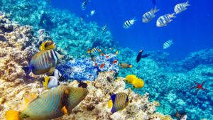 blue coral reef ocean sea wallpaper