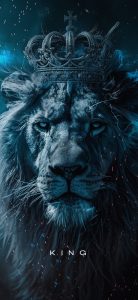 Lion UHD Wallpapers